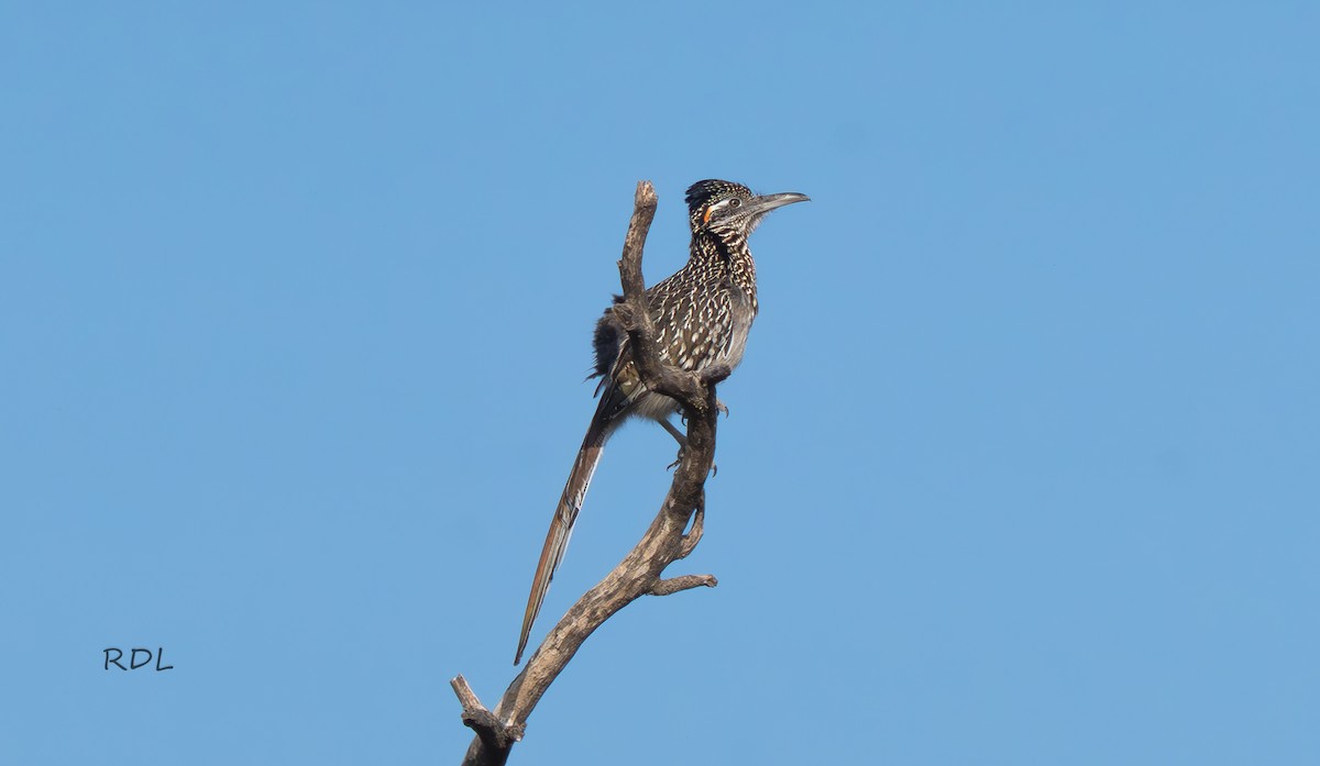 Greater Roadrunner - ML632982739