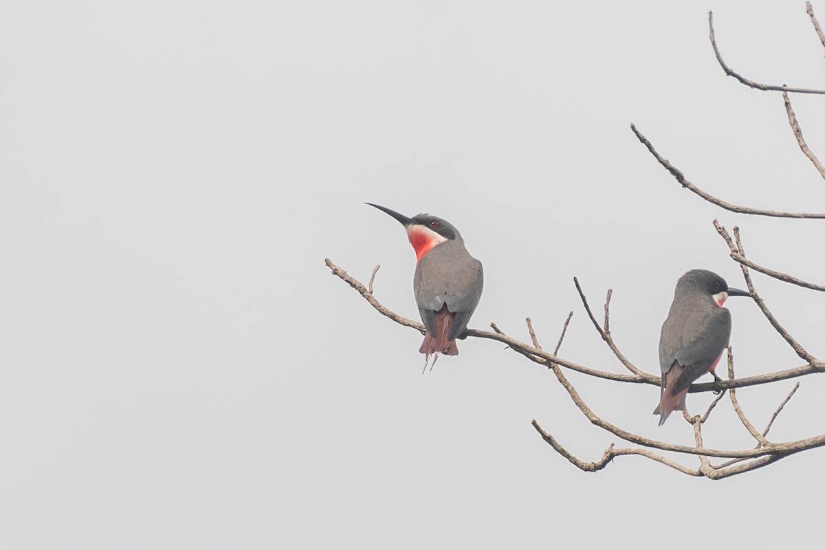 Rosy Bee-eater - ML632982758