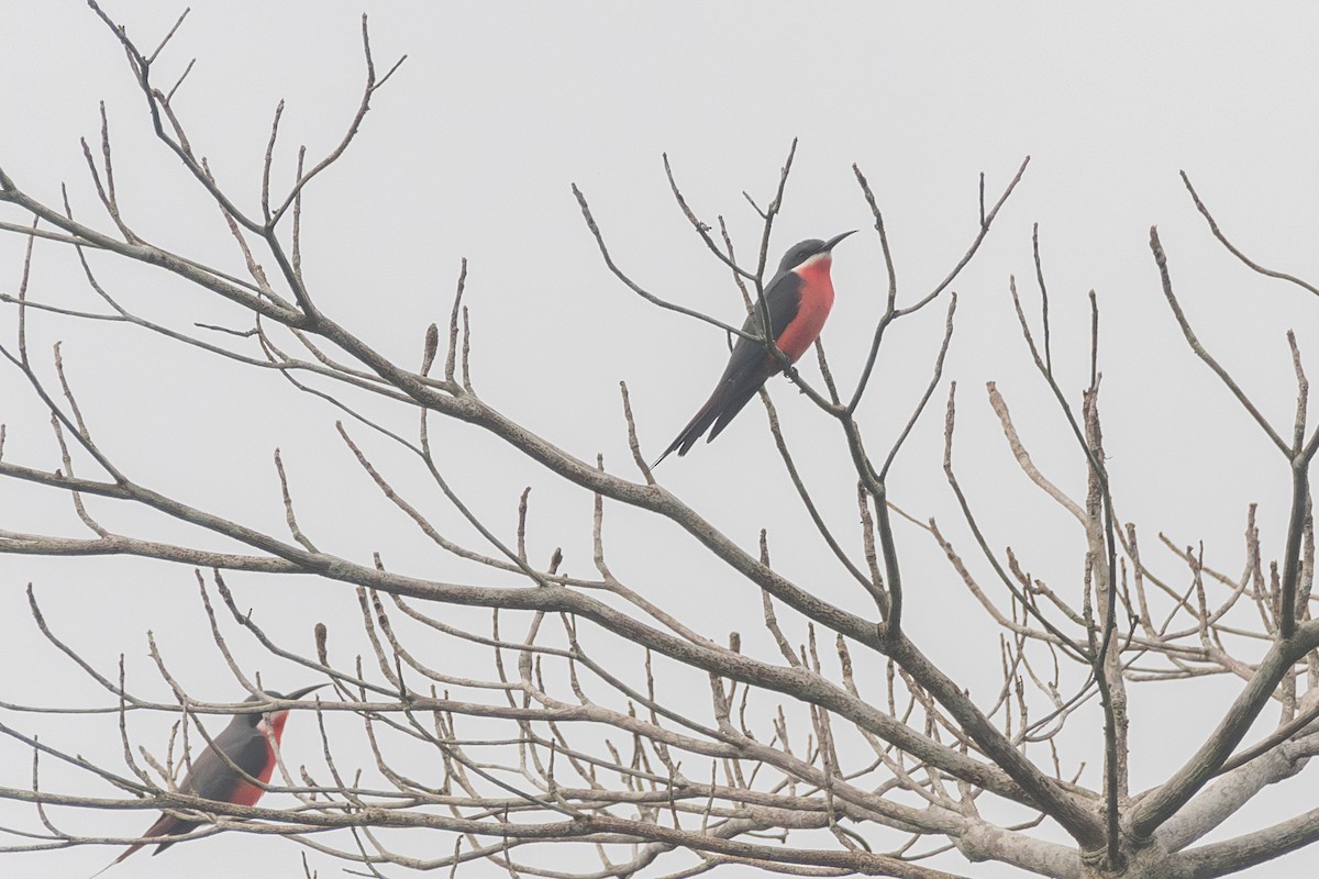 Rosy Bee-eater - ML632982759
