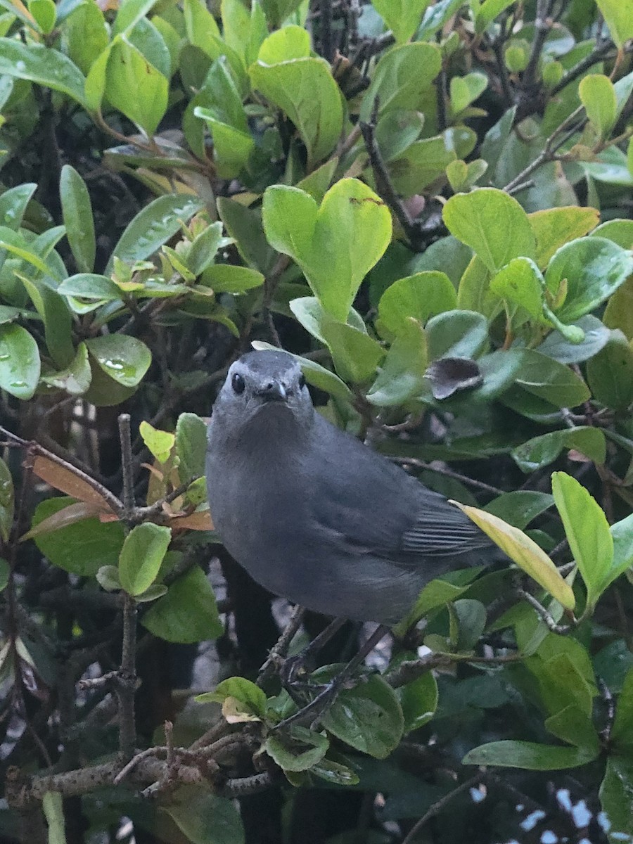 Gray Catbird - ML632982769