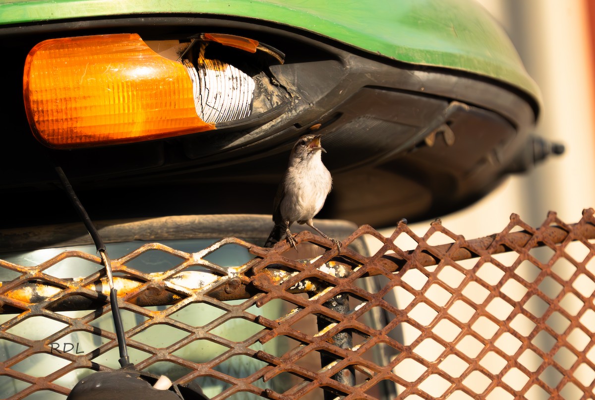 Bewick's Wren - ML632982770