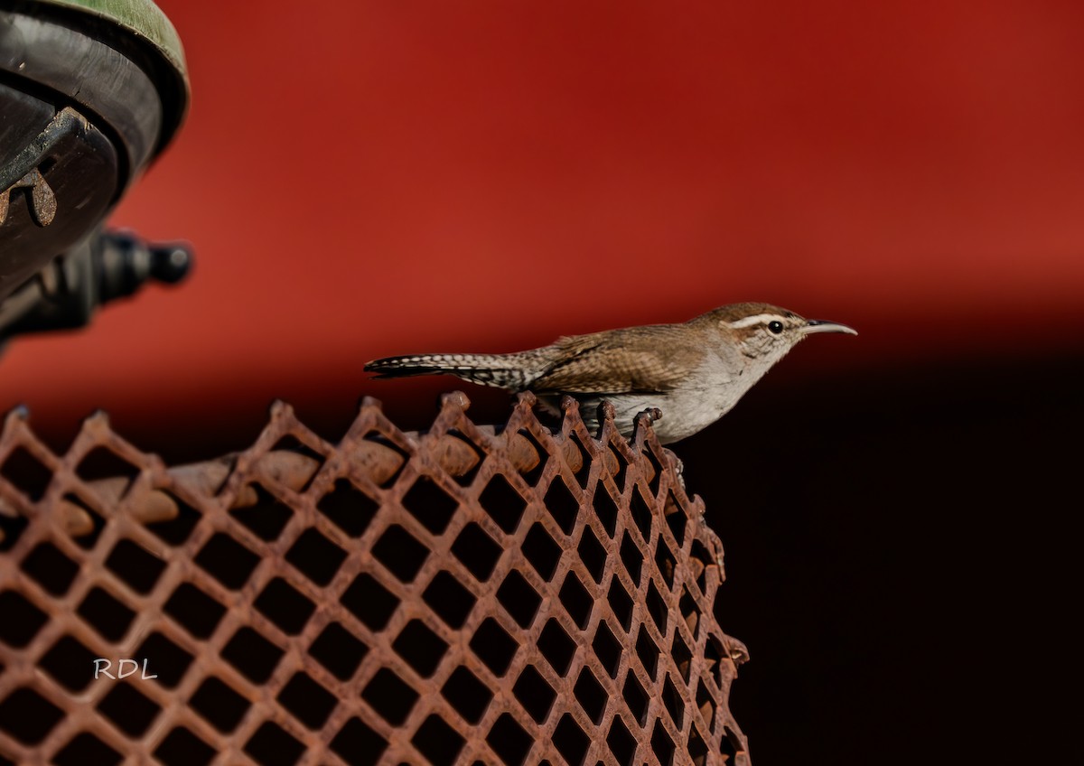 Bewick's Wren - ML632982771