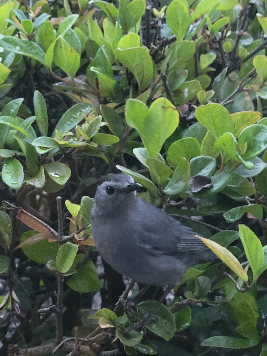 Gray Catbird - ML632982793