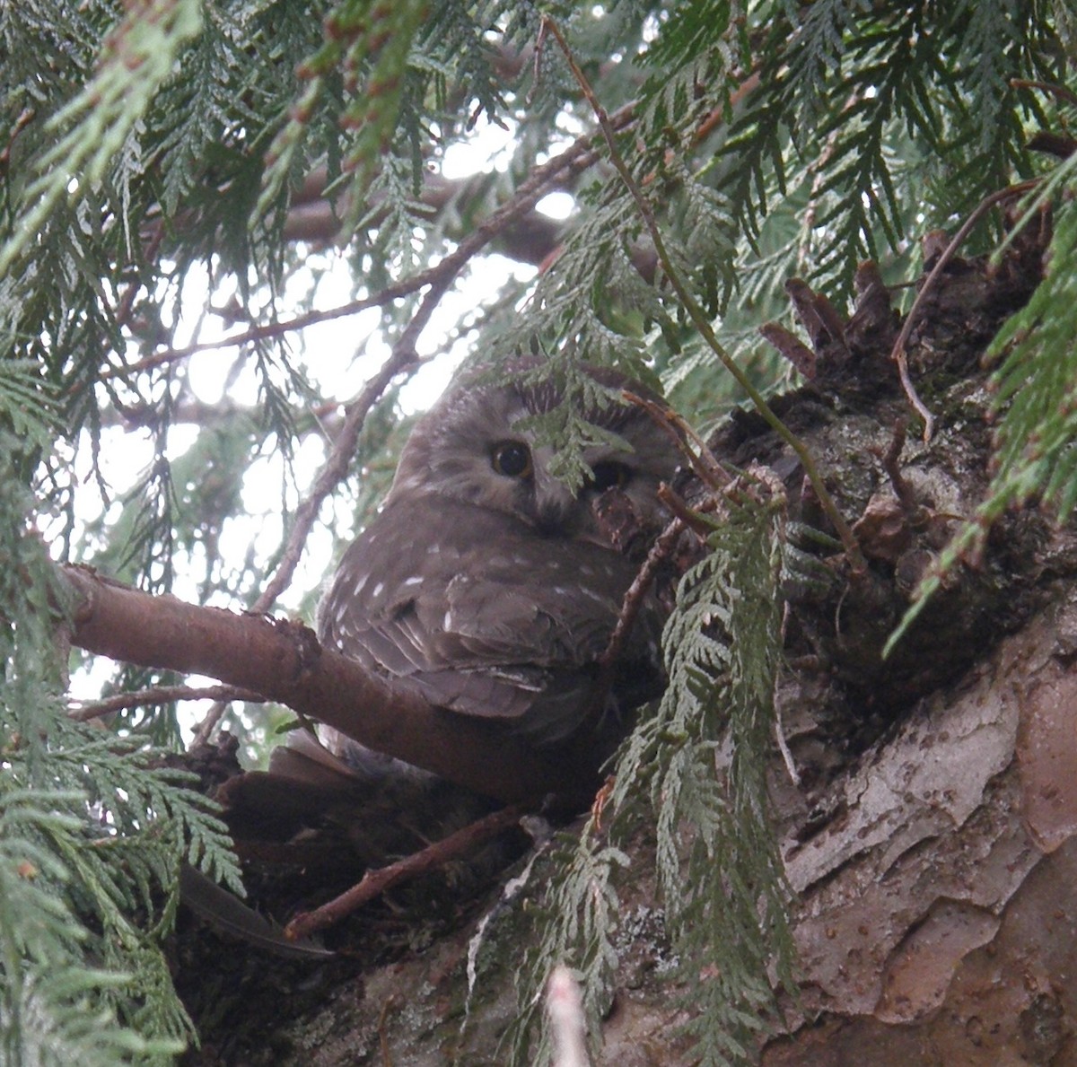Northern Saw-whet Owl - ML632982919