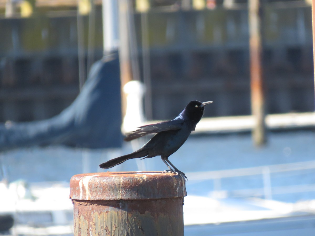 Boat-tailed Grackle - ML632982949