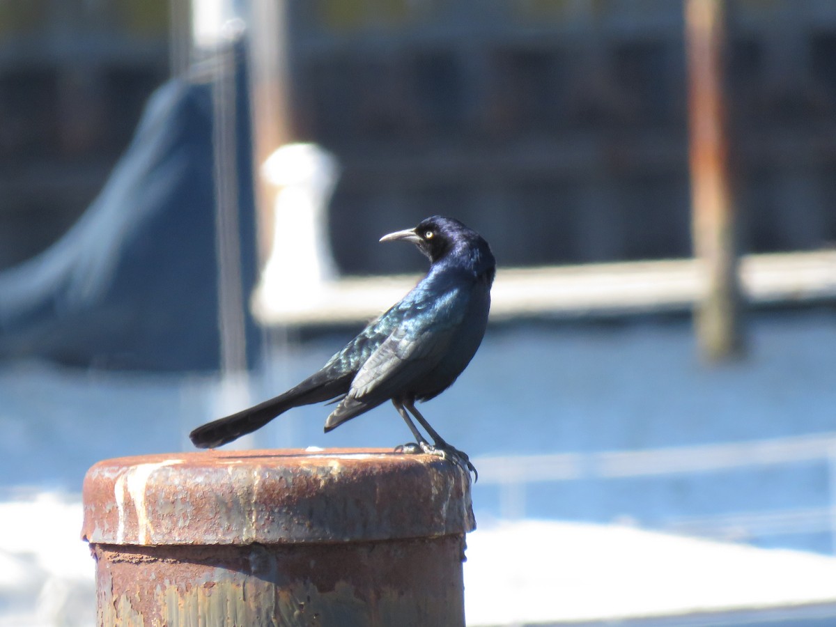 Boat-tailed Grackle - ML632982955
