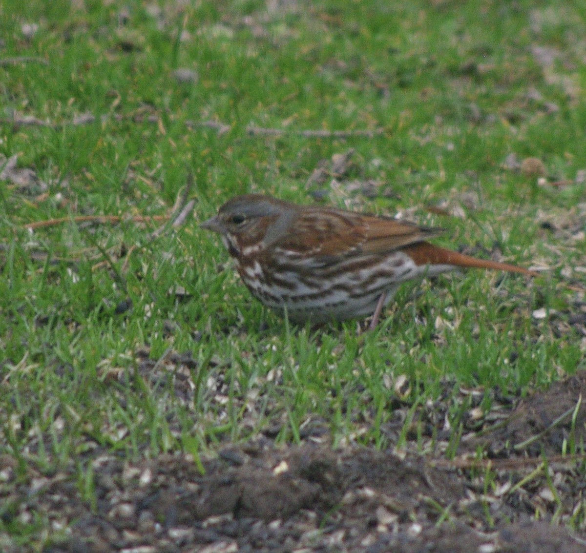 Fox Sparrow (Red) - ML632982977