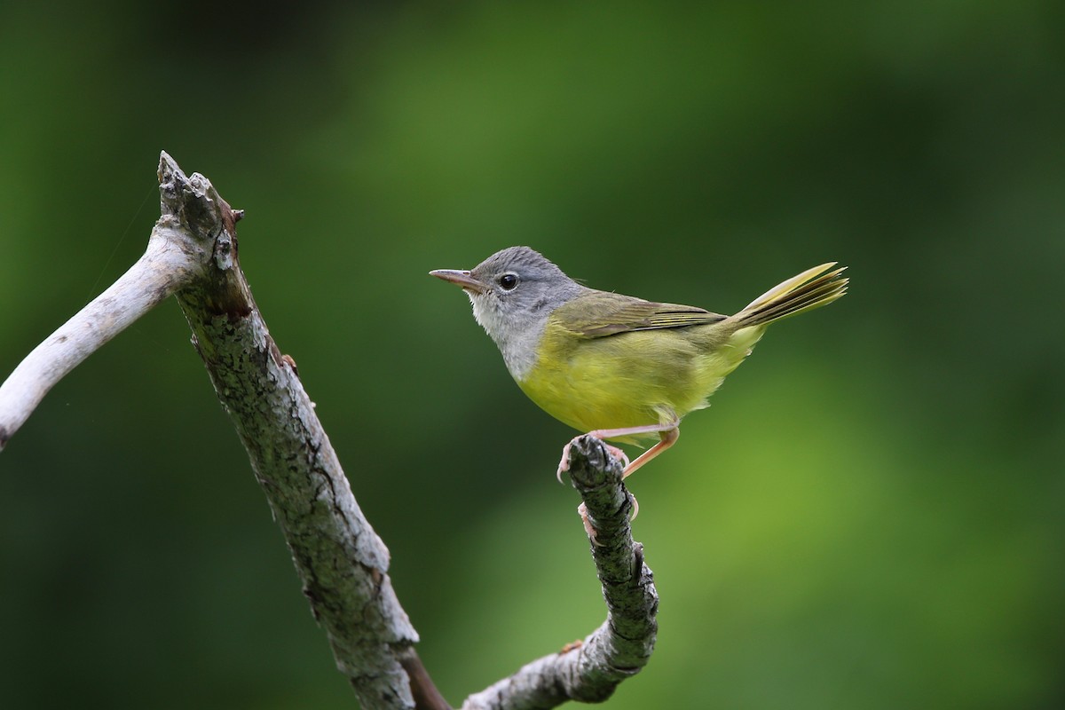 Mourning Warbler - ML63298301