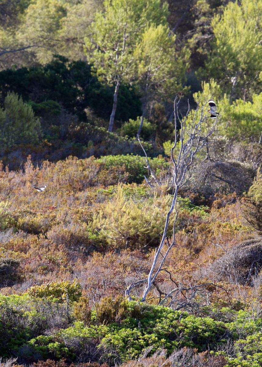 Common Hoopoe - ML632983050