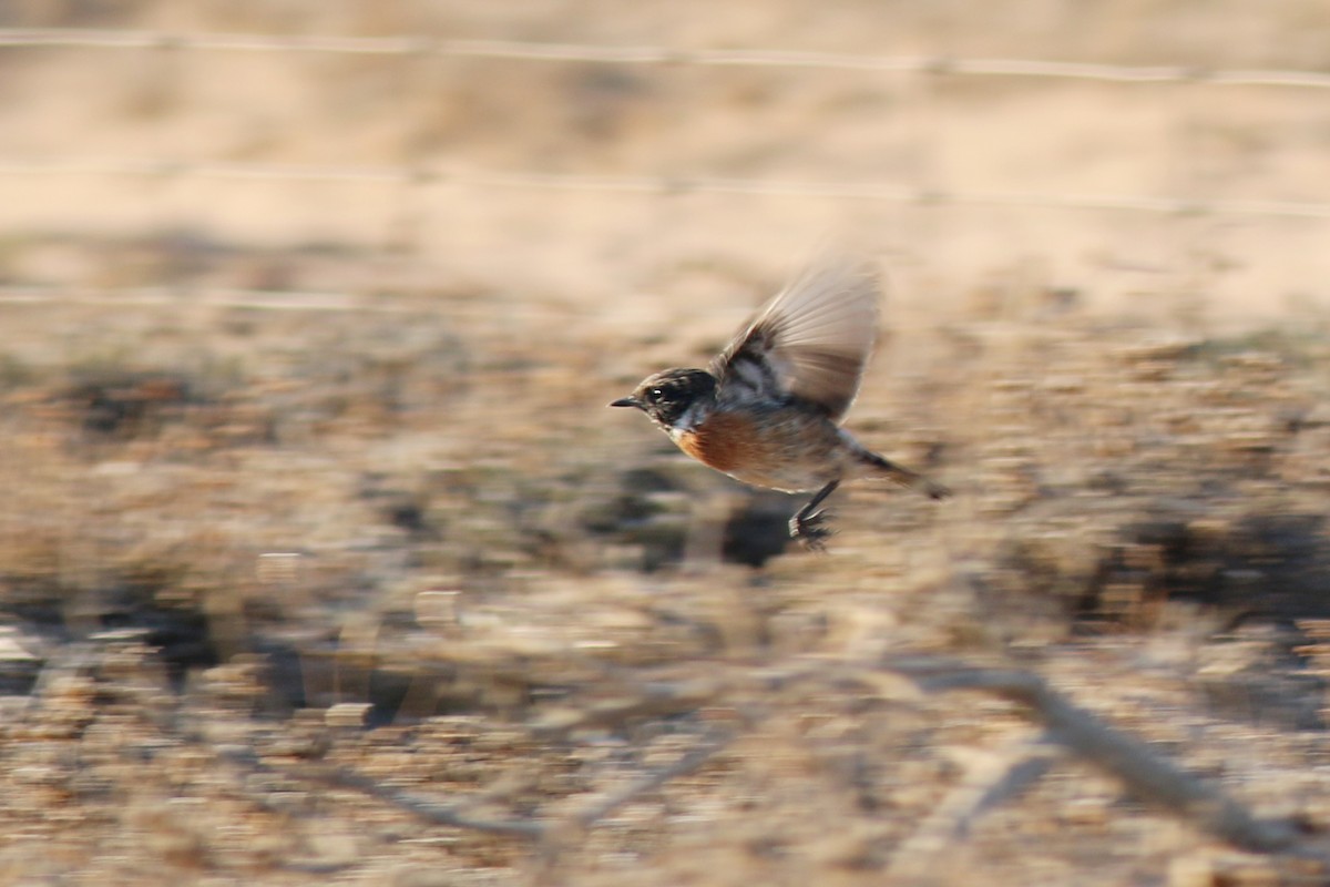 European Stonechat - ML632983081