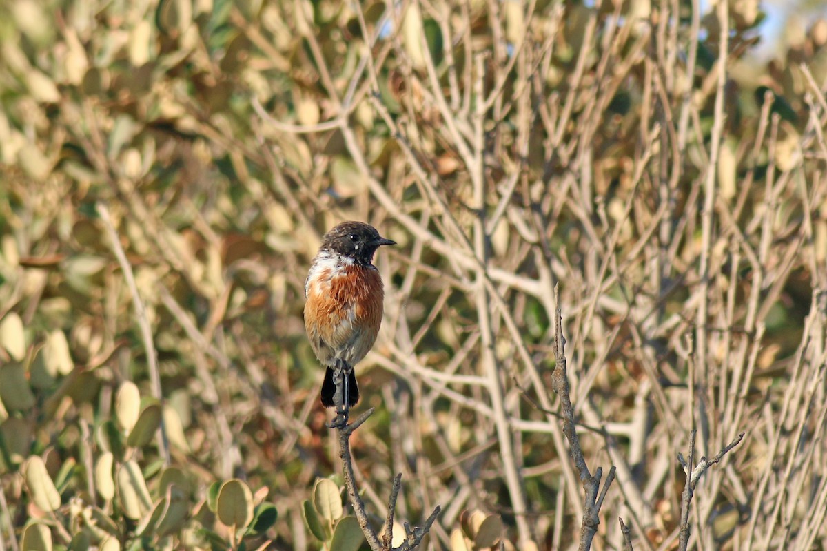 European Stonechat - ML632983089