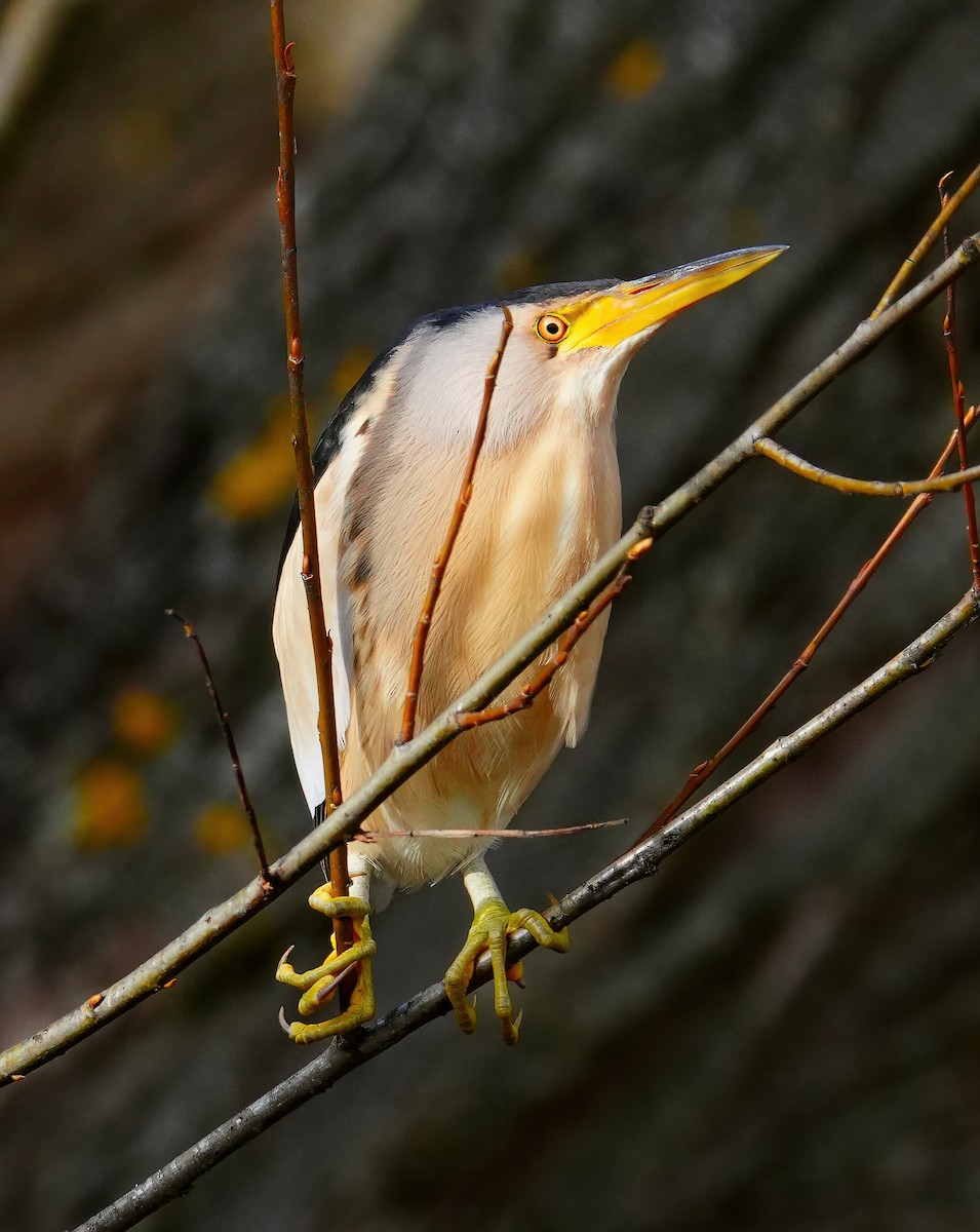 Little Bittern - ML632983174
