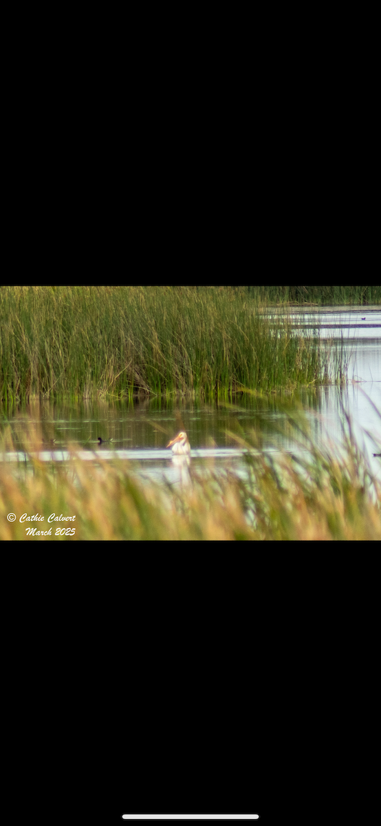 American White Pelican - ML632983241