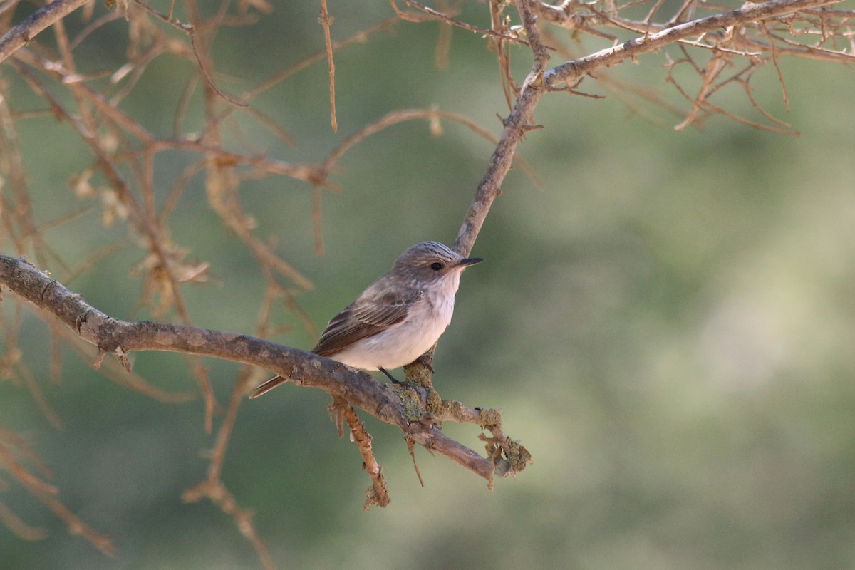 Spotted Flycatcher (Mediterranean) - ML632983250