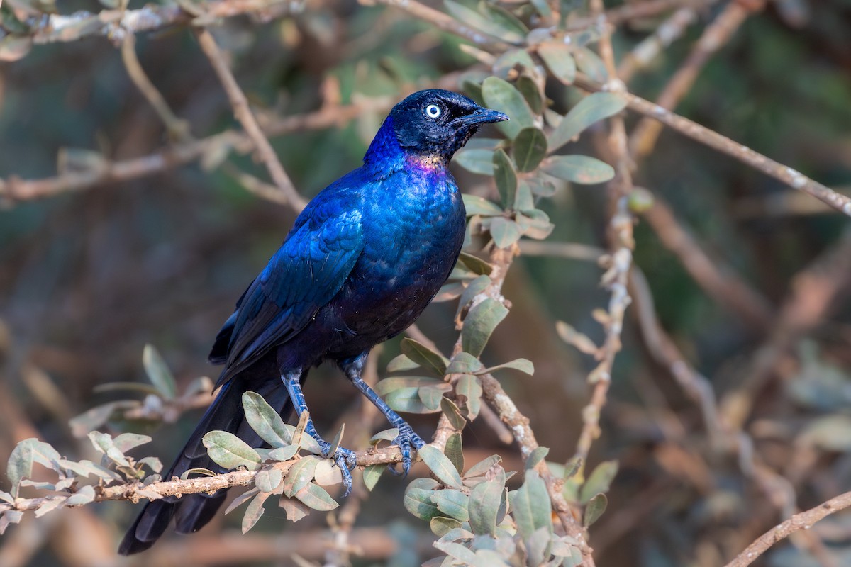 leskoptev proužkoocasá - ML632983423