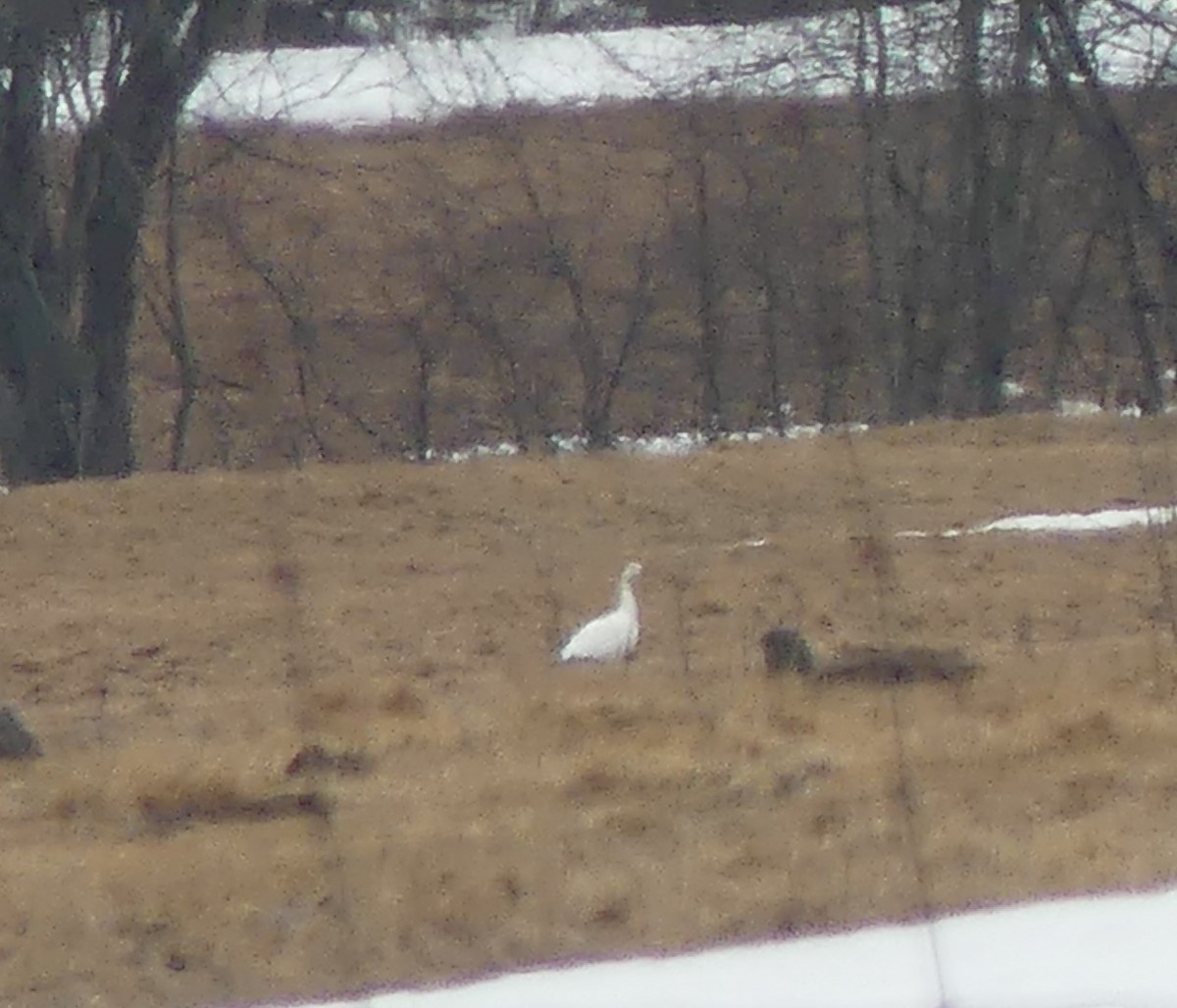 Цасны галуу - ML632983570