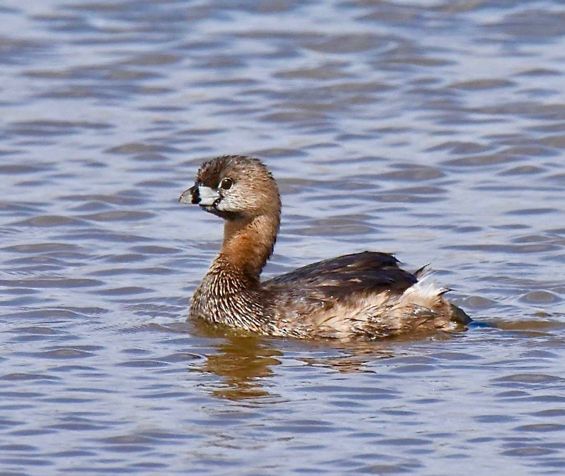 Pied-billed Grebe - ML632983606