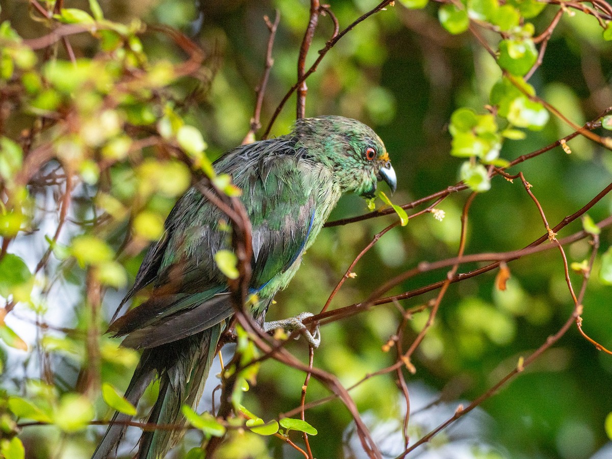 Malherbe's Parakeet - ML632983614