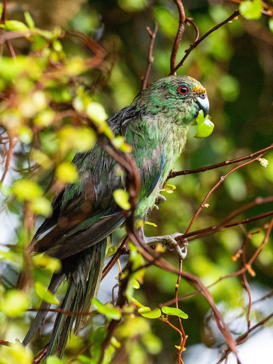 Malherbe's Parakeet - ML632983616
