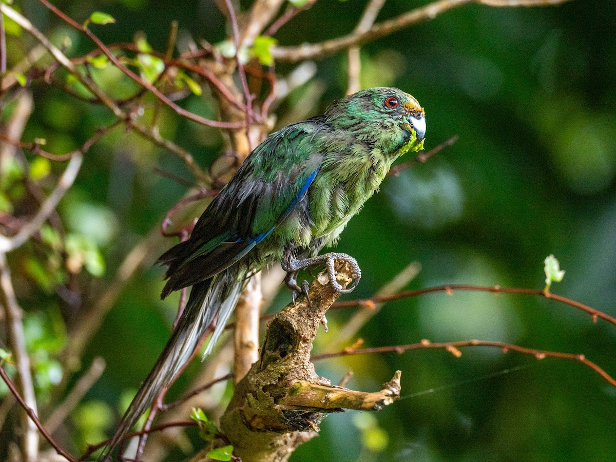 Malherbe's Parakeet - ML632983617