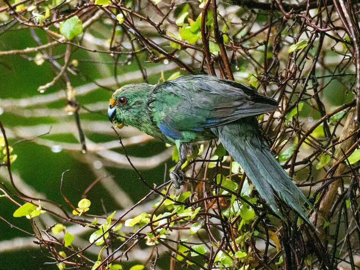 Malherbe's Parakeet - ML632983618