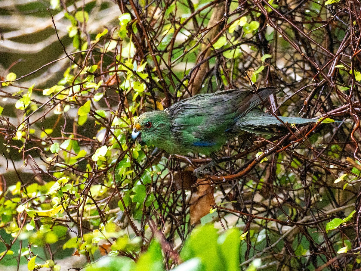 Malherbe's Parakeet - ML632983619