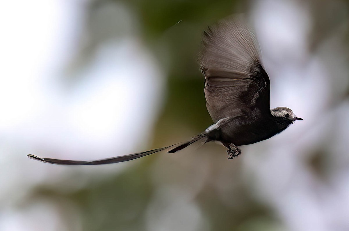 Long-tailed Tyrant - ML632983757