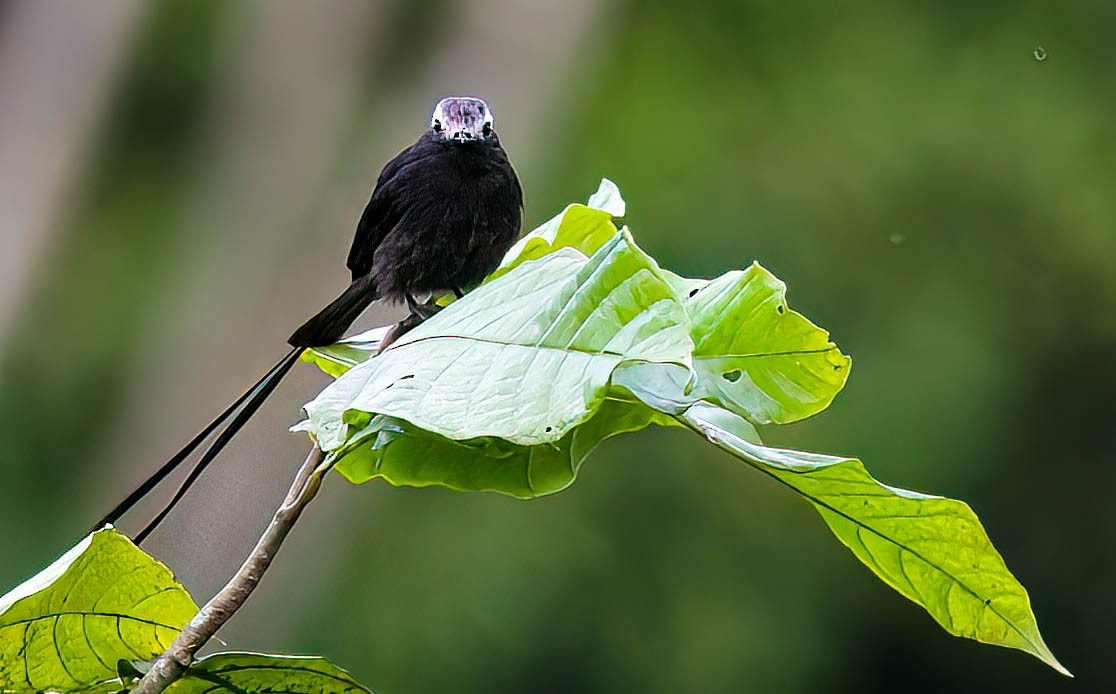 Long-tailed Tyrant - ML632983758