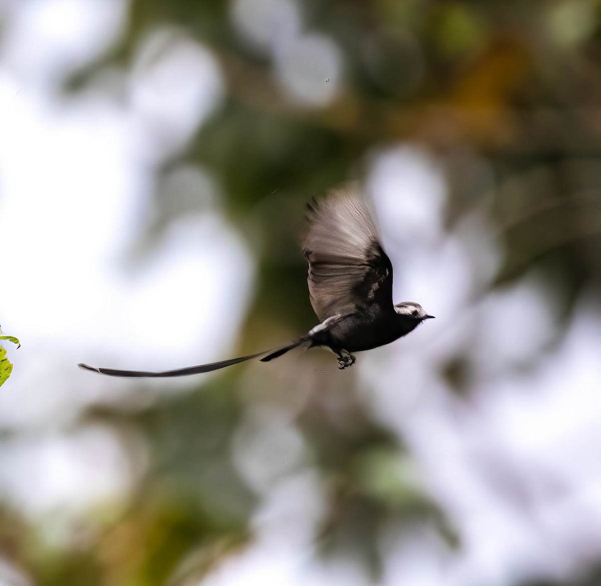 Long-tailed Tyrant - ML632983759