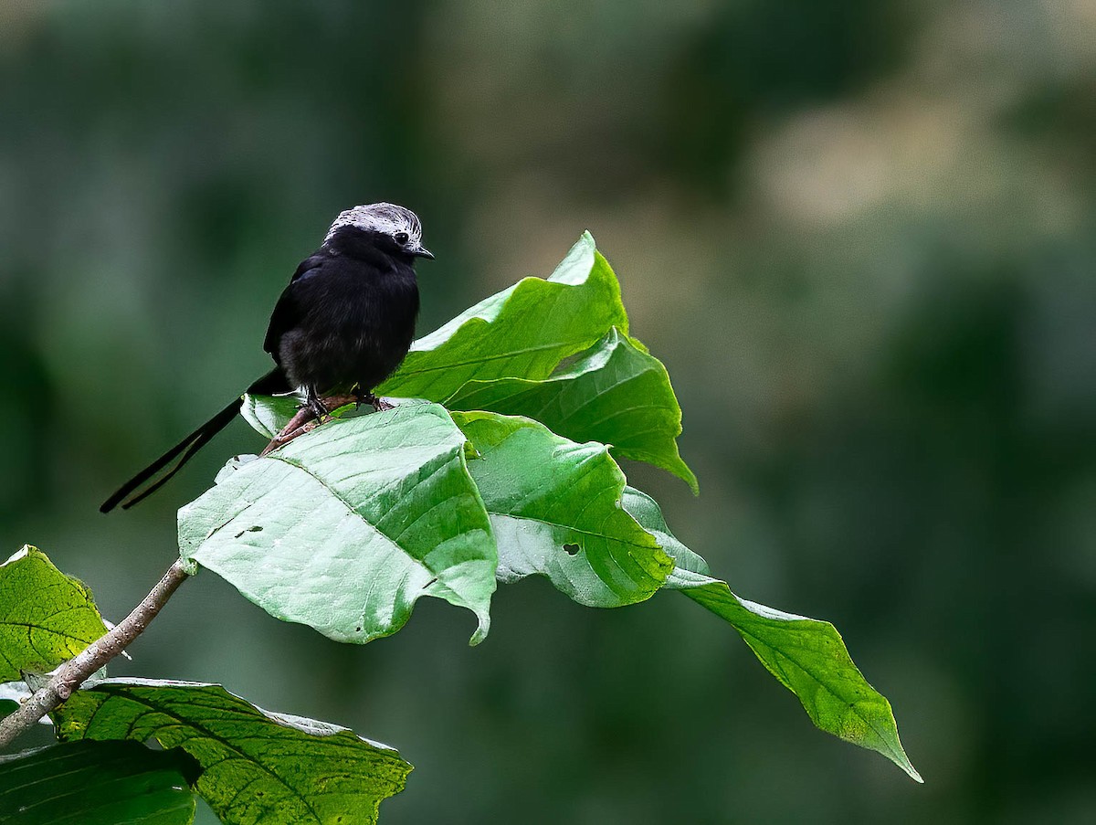 Long-tailed Tyrant - ML632983760