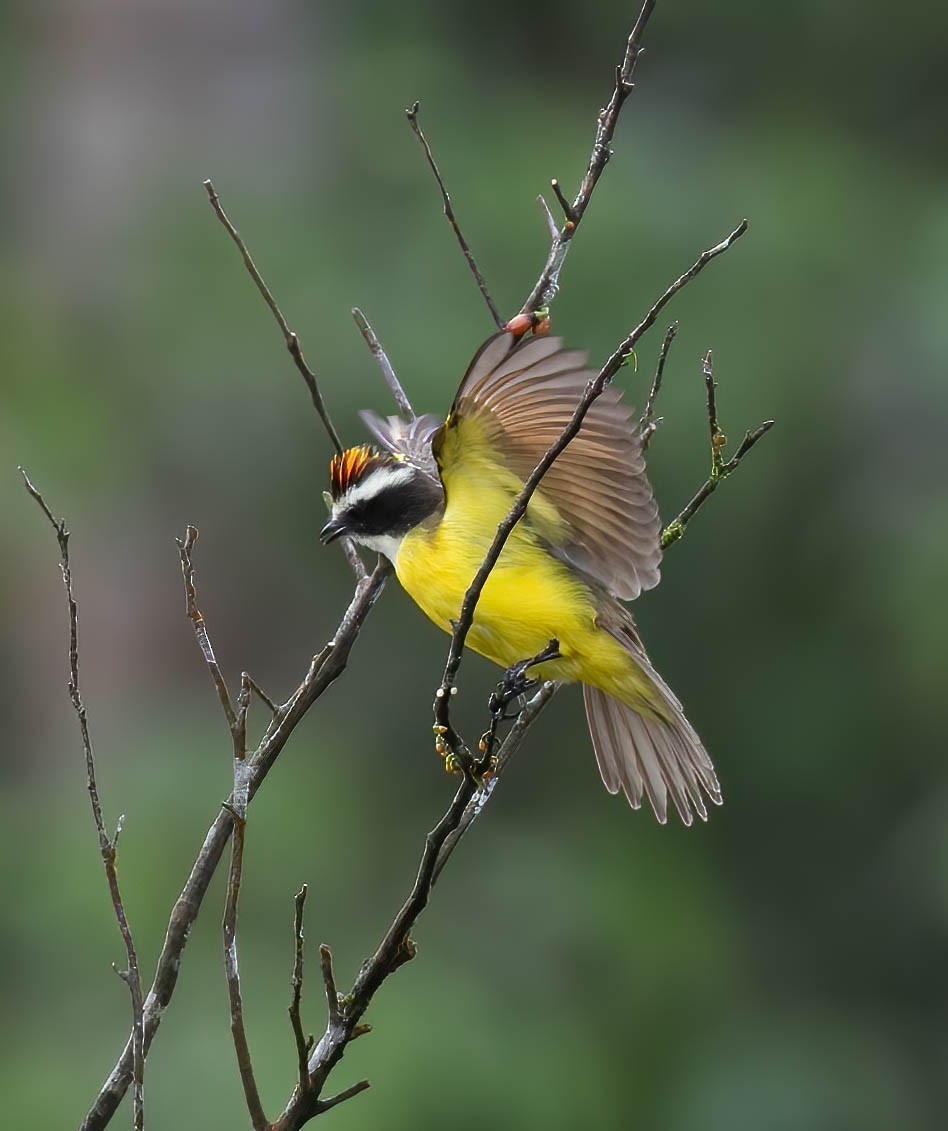 Rusty-margined Flycatcher - ML632983783