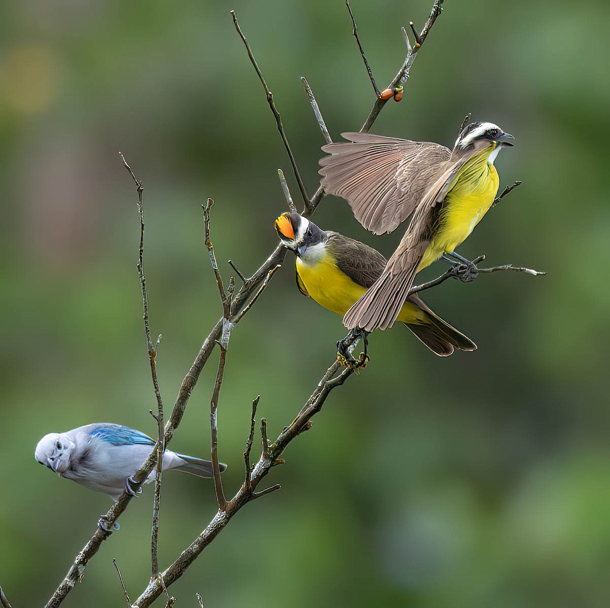 Rusty-margined Flycatcher - ML632983784