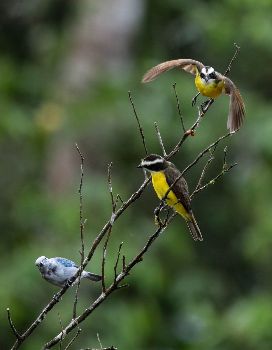 Rusty-margined Flycatcher - ML632983785