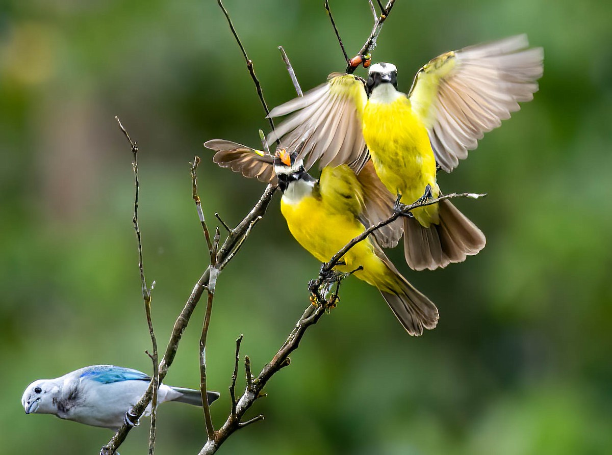 Rusty-margined Flycatcher - ML632983786