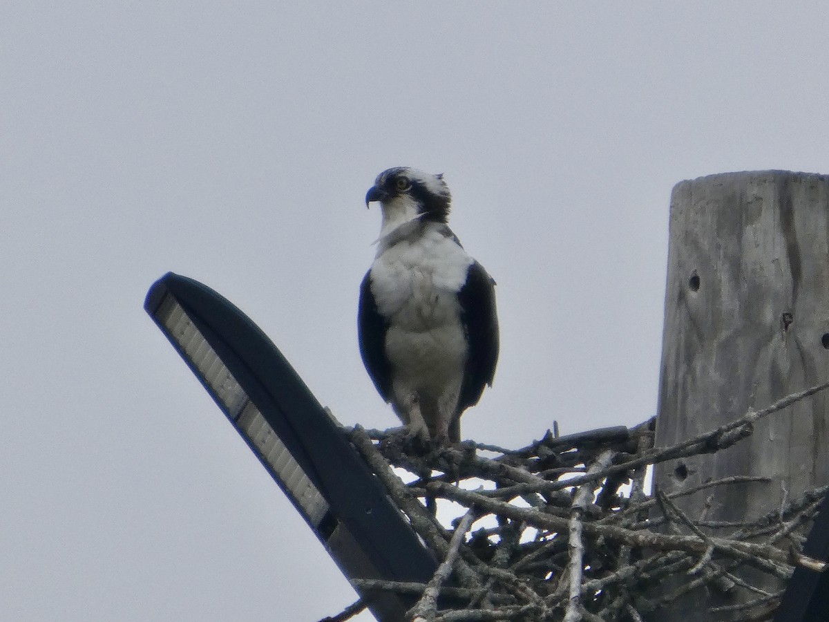 Osprey - ML632983790