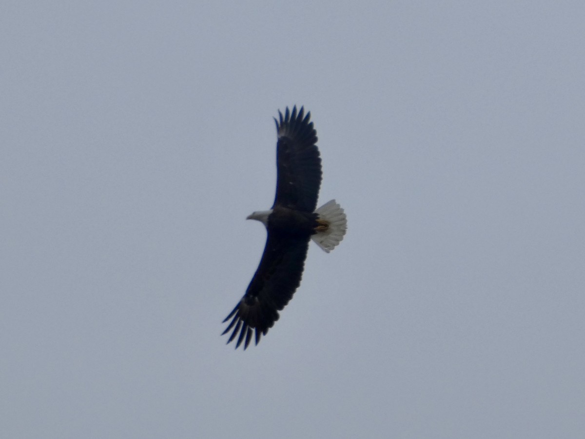 Weißkopf-Seeadler - ML632983792