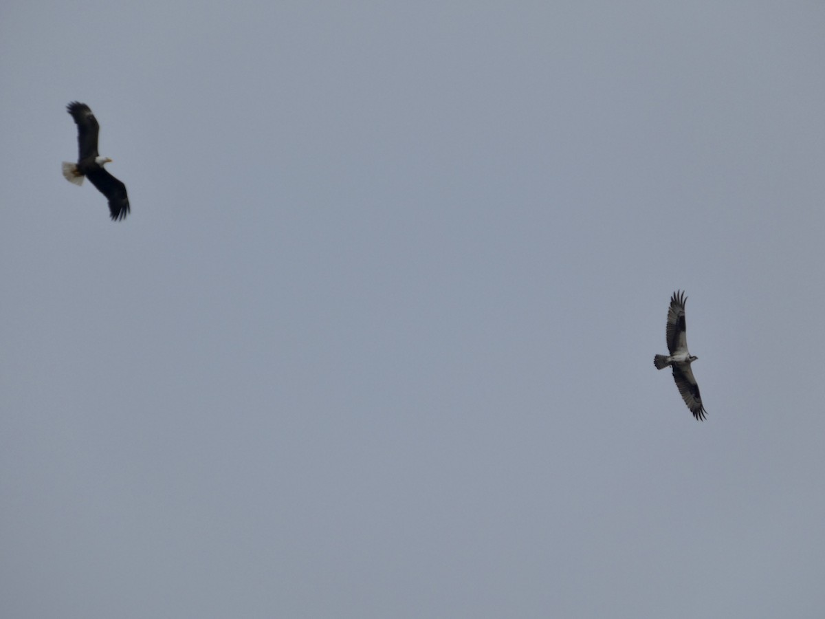 Weißkopf-Seeadler - ML632983793