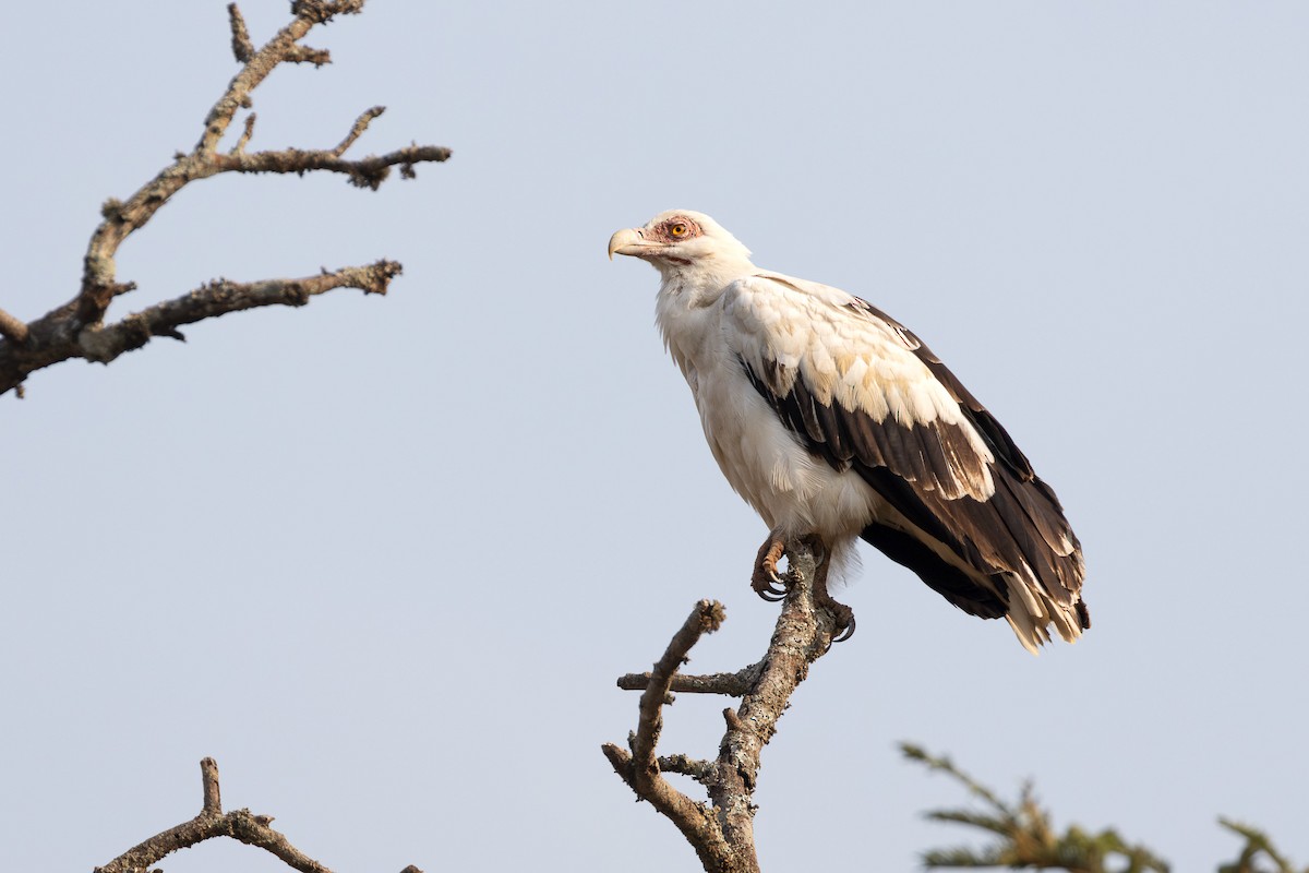 orlosup palmový - ML632983807