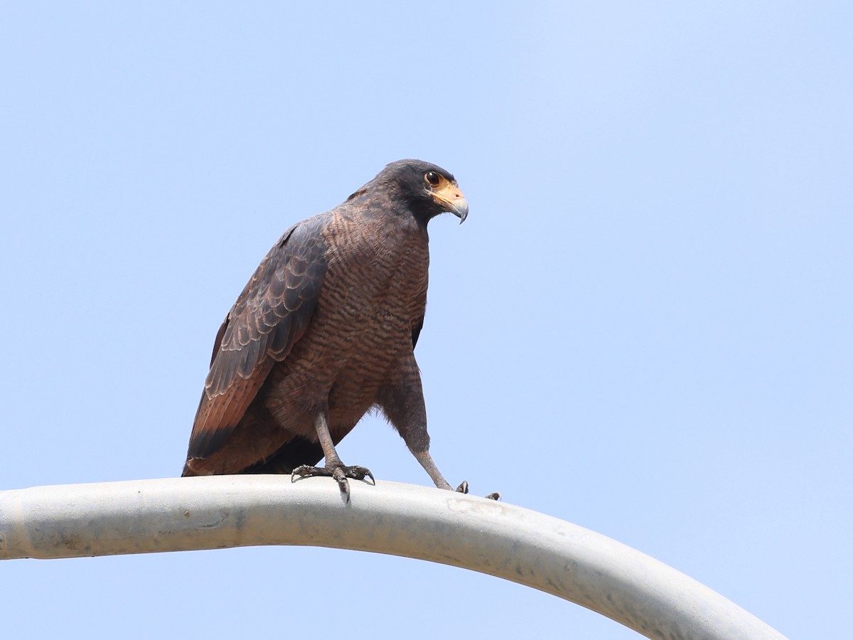 Rufous Crab Hawk - ML632983830