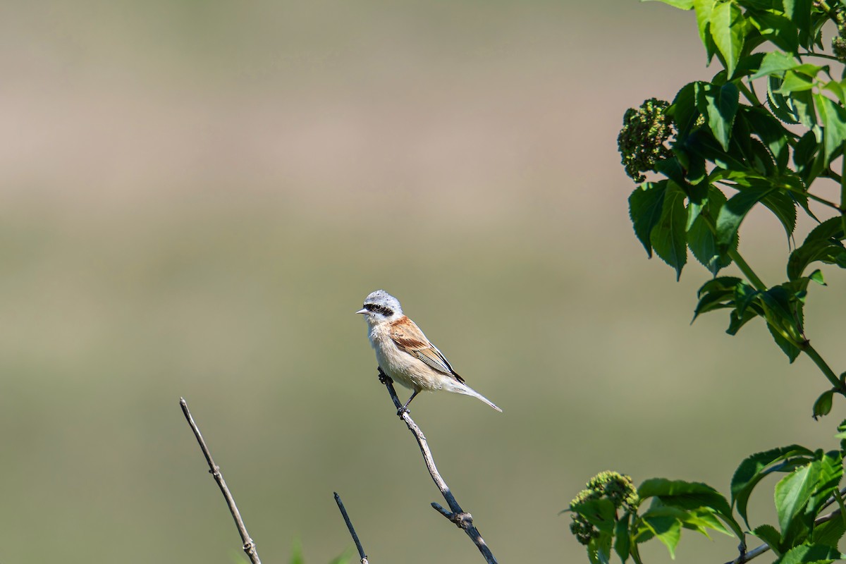 Chinese Penduline-Tit - Сергей Кукуев
