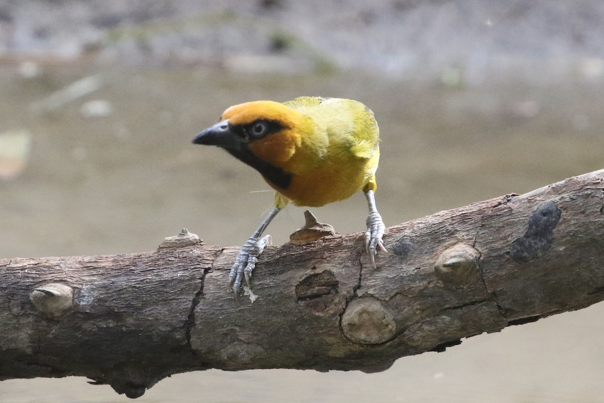 Olive-naped Weaver - ML632983881