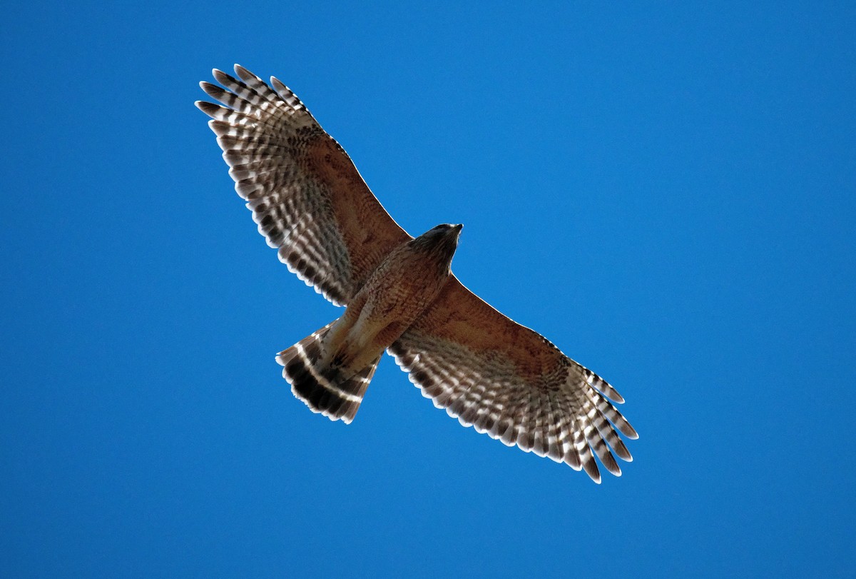 Red-shouldered Hawk - ML632984156