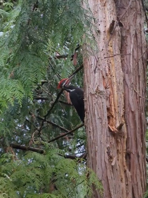 Pileated Woodpecker - ML632984467