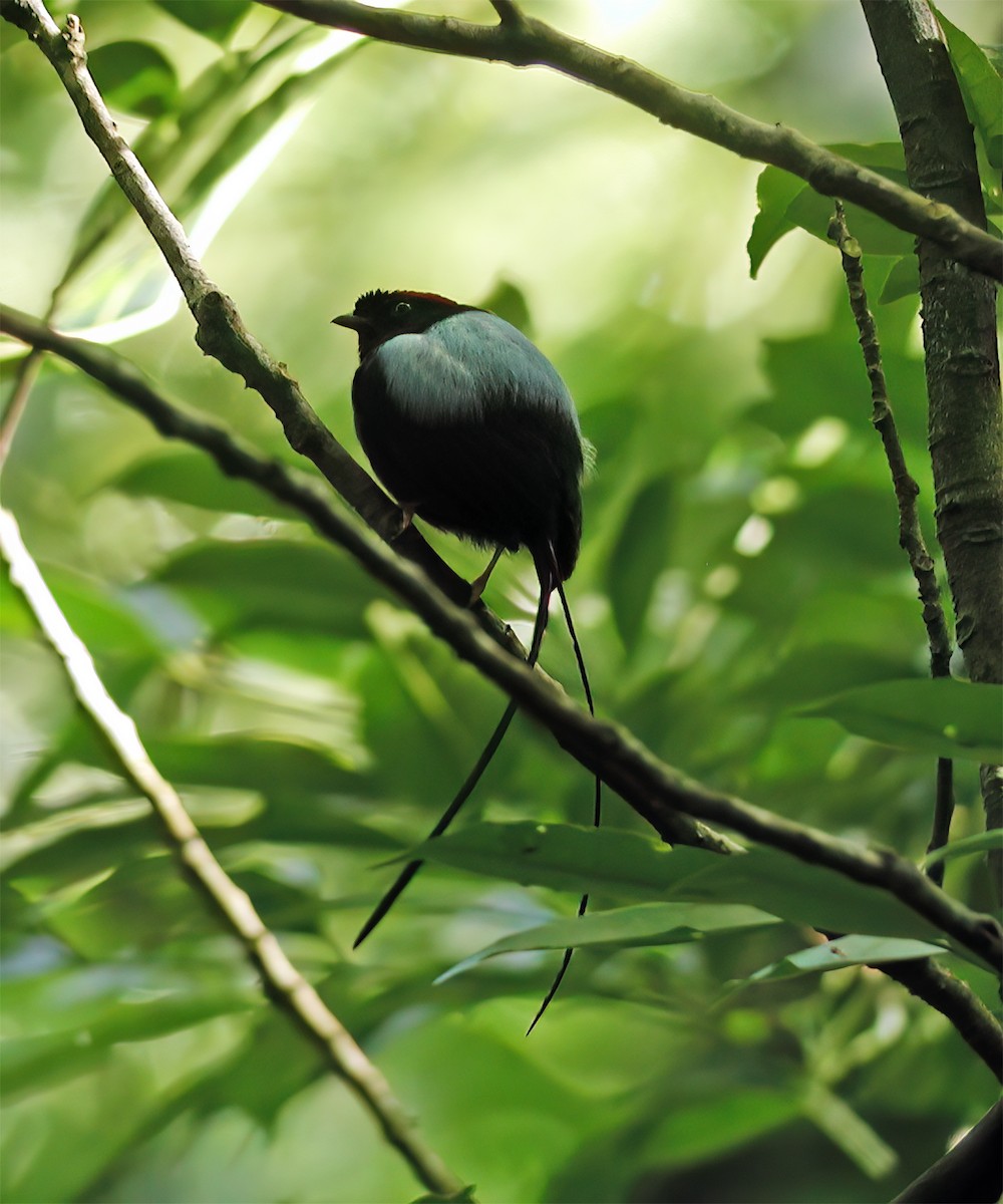 Long-tailed Manakin - ML632984625