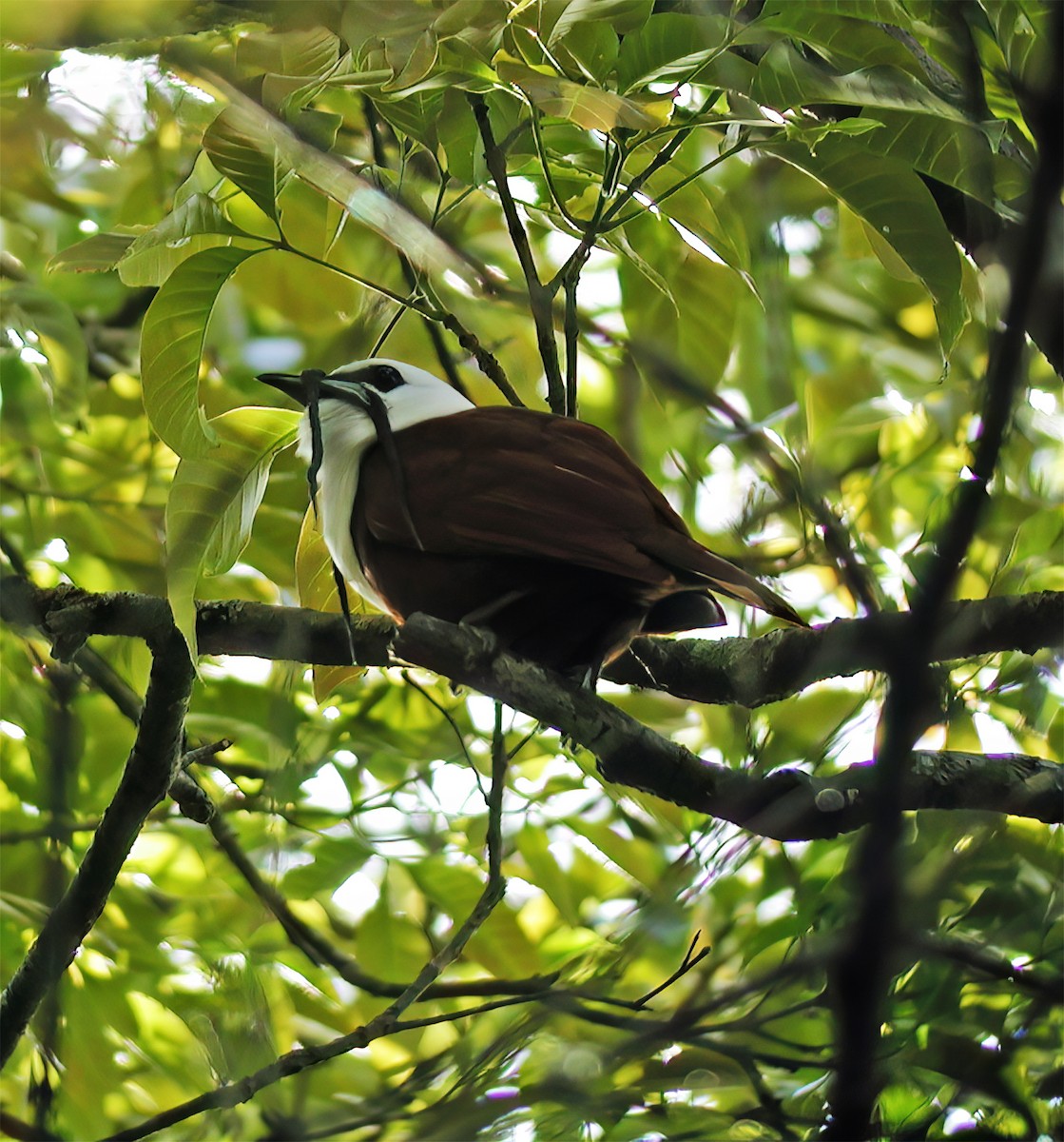 Three-wattled Bellbird - ML632984636