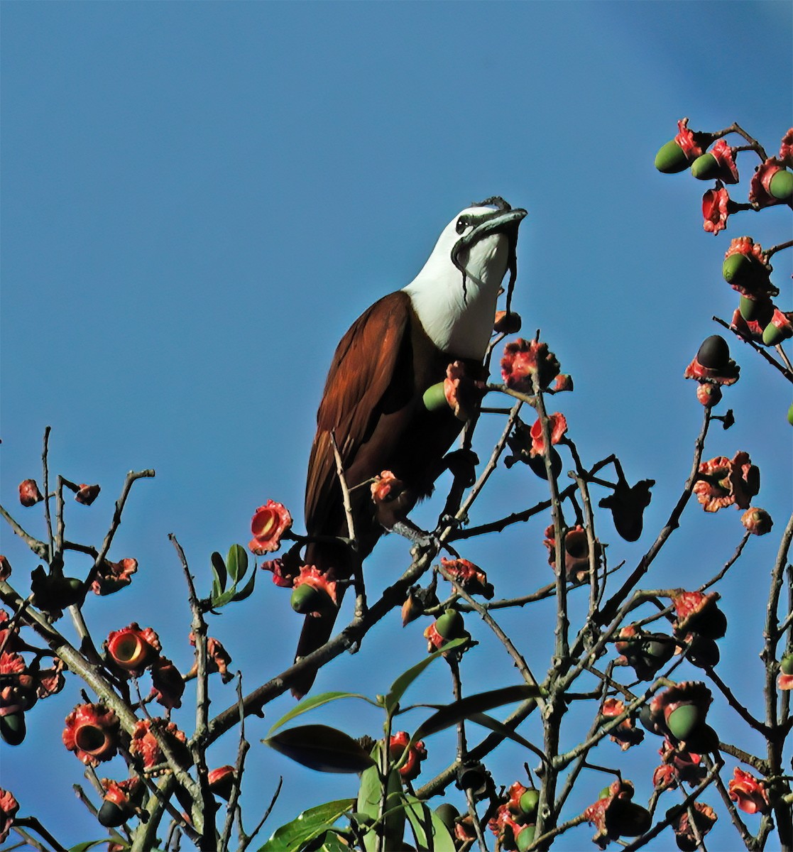 Three-wattled Bellbird - ML632984637