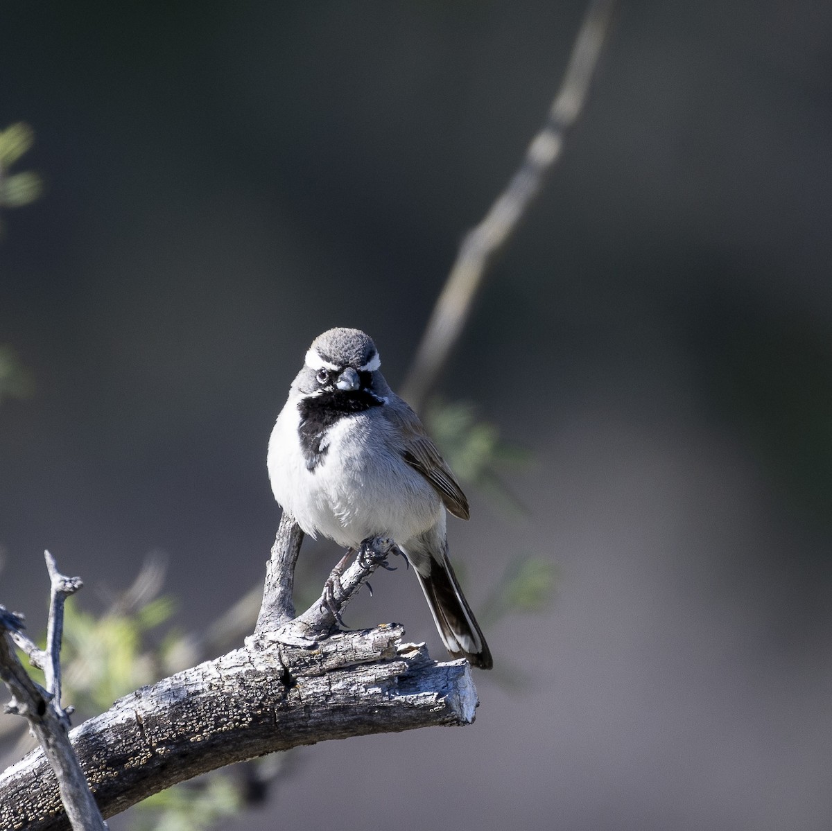 Black-throated Sparrow - ML632984642