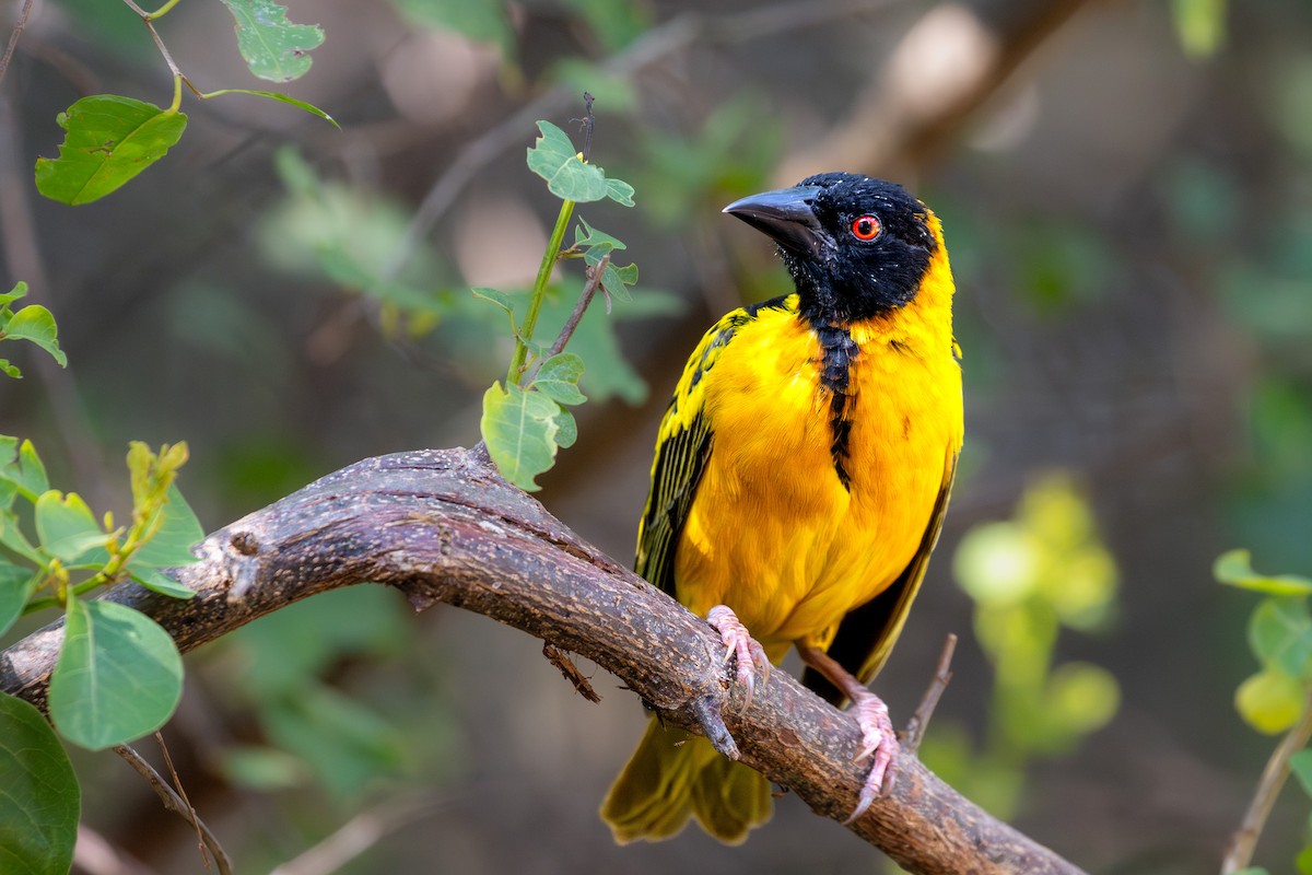 snovač zahradní - ML632984719