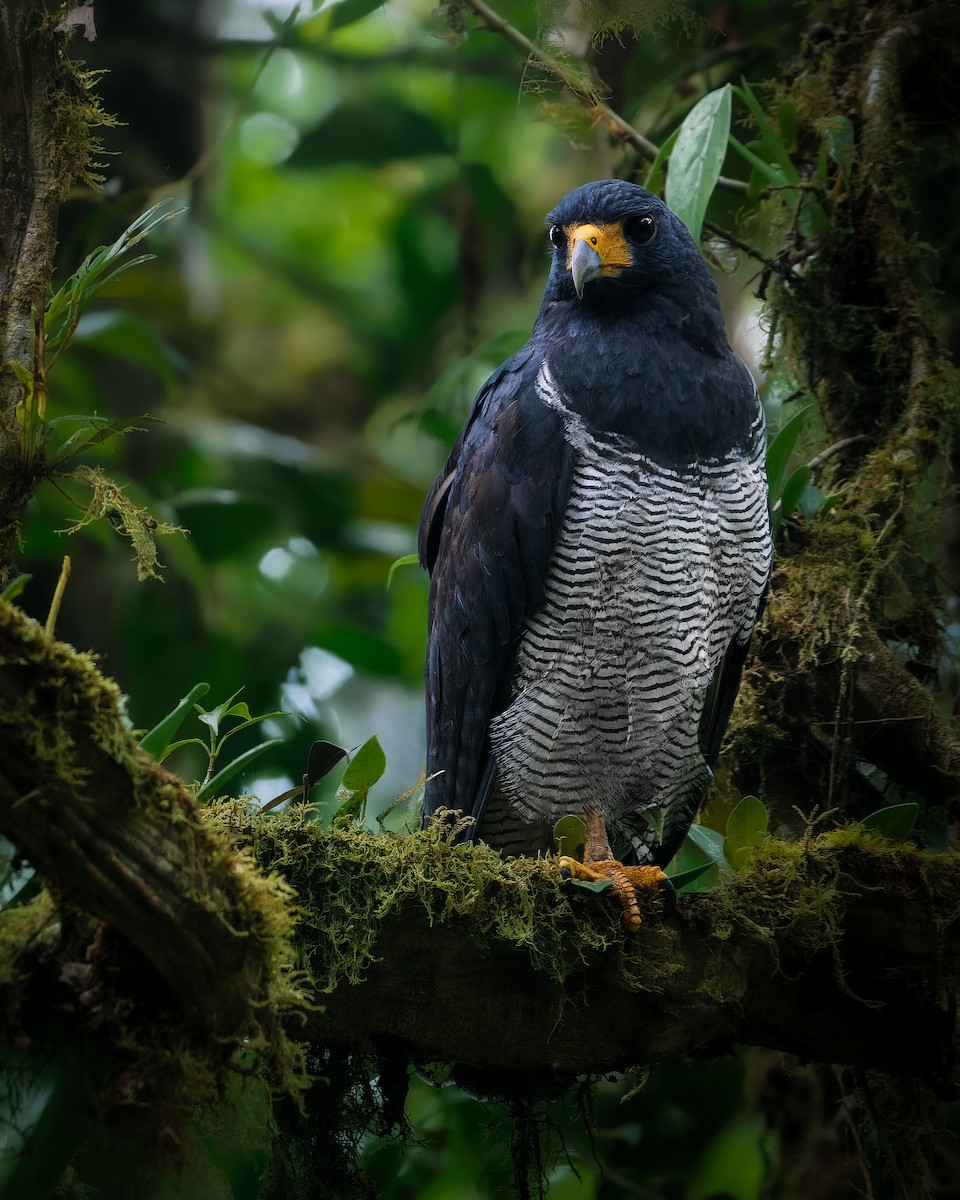 Barred Hawk - ML632984786