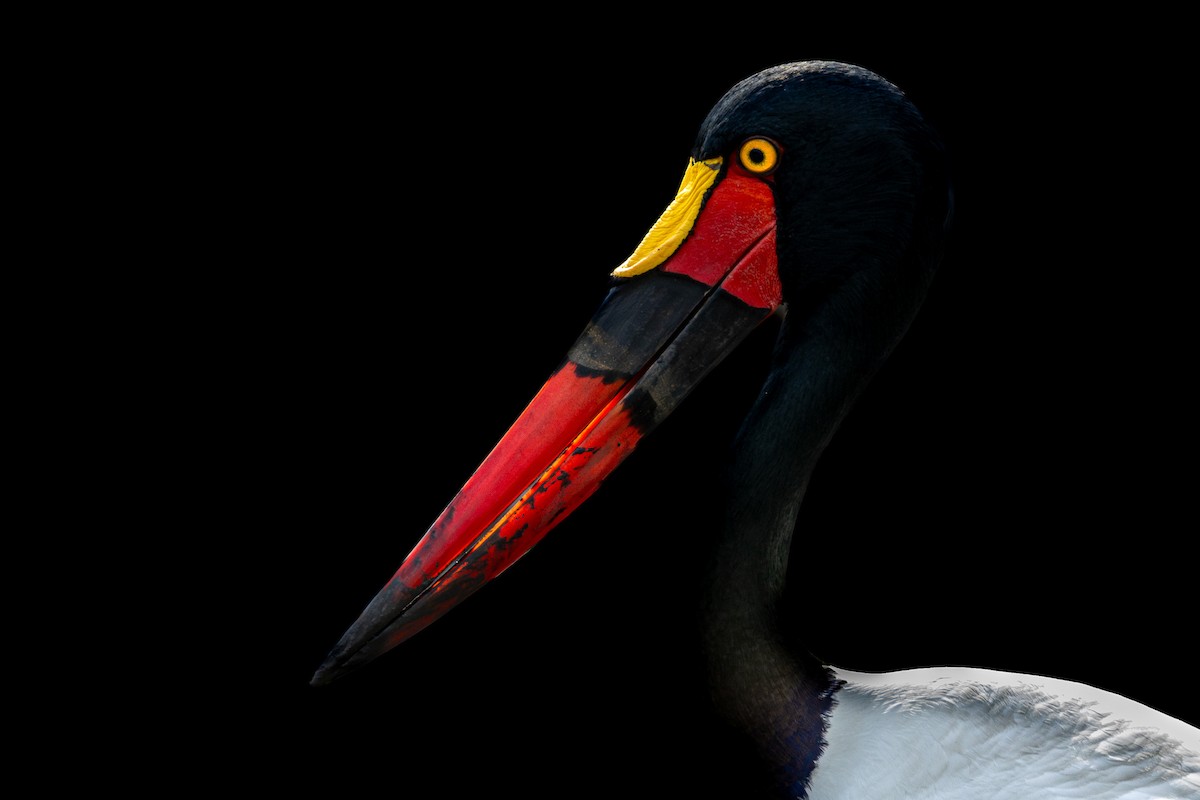 čáp sedlatý - ML632984789